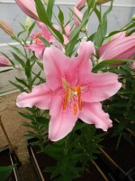 [4303 Monferrato VH No02.JPG]